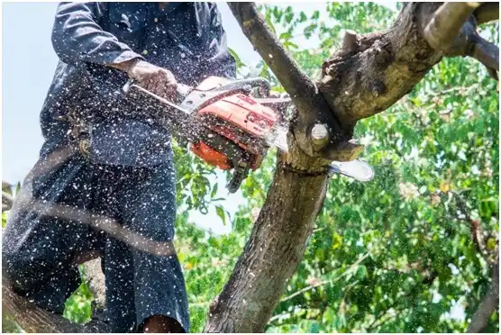 tree services Barnsdall